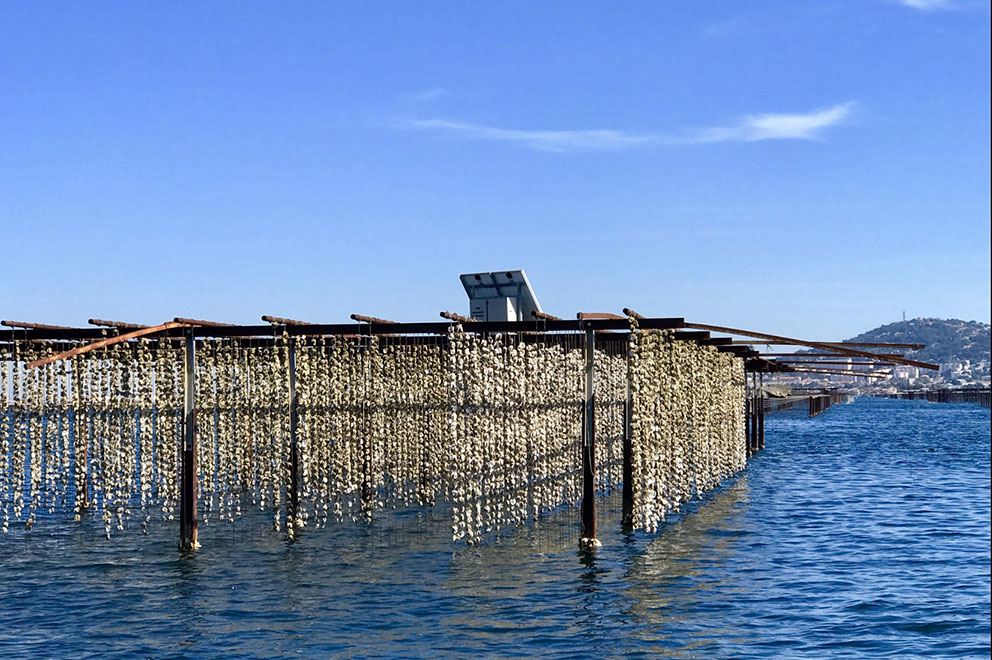 Oysters cultures on the Thau pond and view on Sète